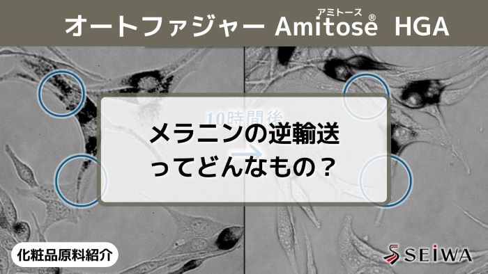 【化粧品原料講座】「Amitose(アミトース) HGA」のメラニン輸送阻害」