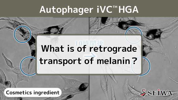 Vitamin C derivative – iVC HGA’s melanin transport inhibition