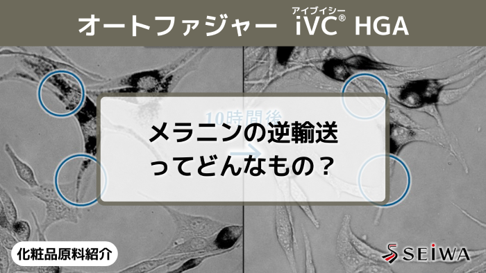 【化粧品原料講座】「iVC（アイブイシー） HGA」のメラニン輸送阻害」