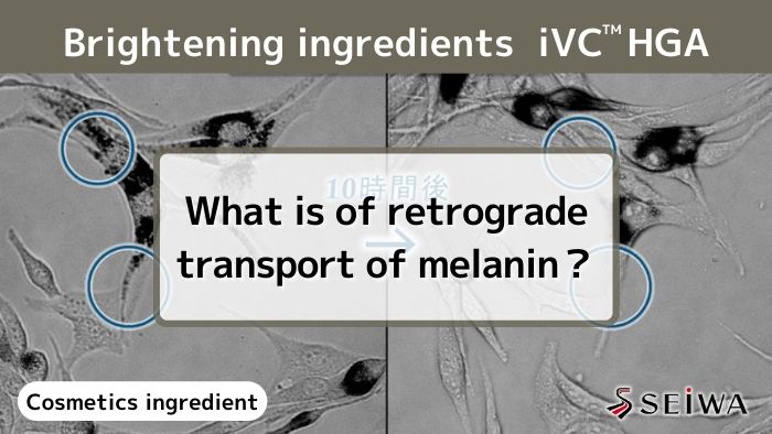 Vitamin C derivative – iVC HGA’s melanin transport inhibition