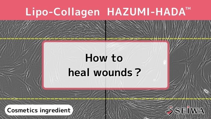 Anti-aging collagen – Activation of fibroblasts with HAZUMI-HADA